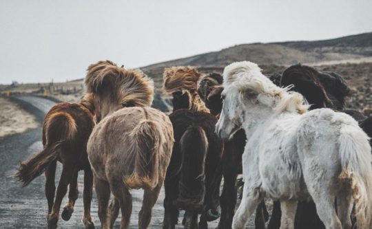 Caballos salvajes ocupando una carreterauna vía